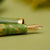 Nahvalur Nautilus Fountain Pen - Spring Nahvalur